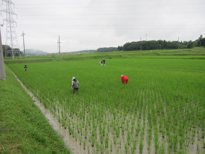 田の草取り