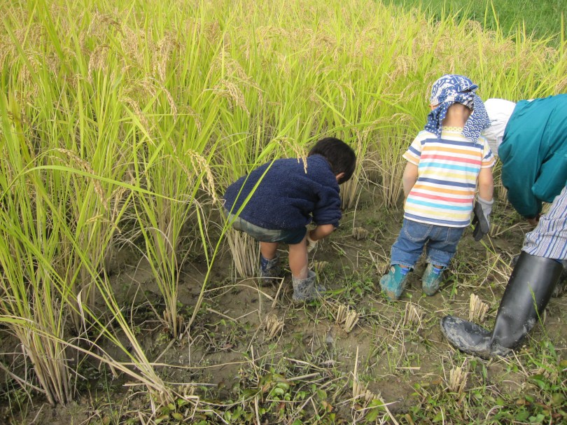 自然農法の稲刈り６