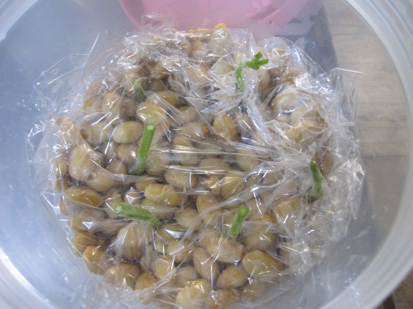 大豆ミントにラップ