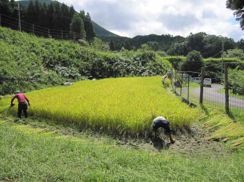 棚田稲刈り3