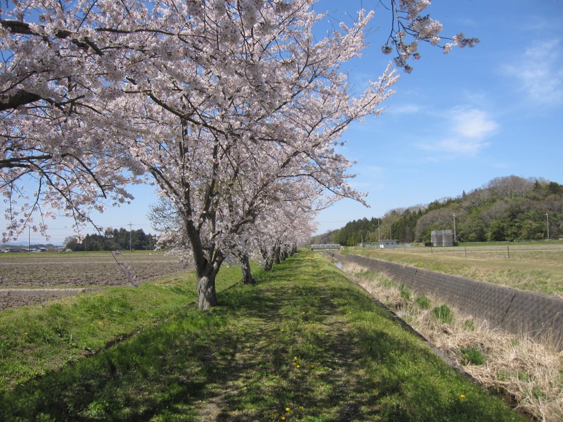 cherryblossomatizumoriver